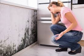 Professional Mold Removal & Remediation in Kennesaw, GA